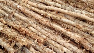 Harga kayu dolken gelam 6–8 cm 4 m