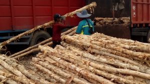 Harga kayu dolken gelam 8–10 cm 4-m