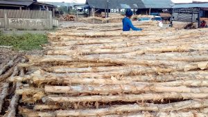 jual kayu dolken gelam harga kayu dolken per batang 16000 rupiah