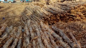 jual kayu dolken gelam harga kayu dolken per batang 25000 rupiah
