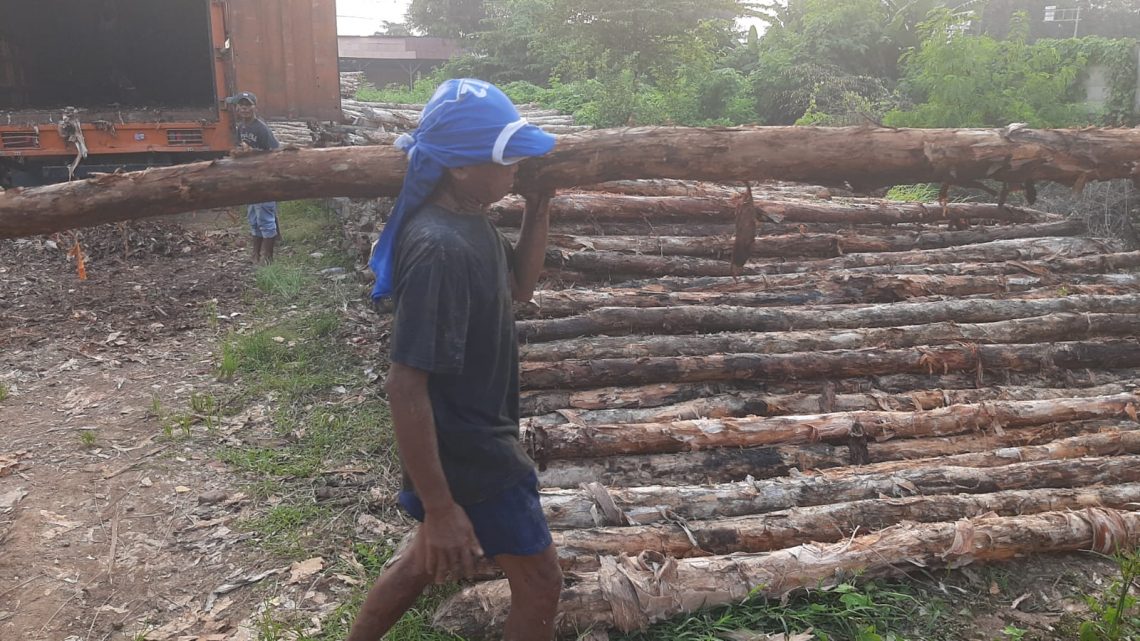 Jual Kayu Dolken Gelam Murah di Boyolali,