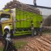 Jual Kayu Dolken Gelam Murah Pangandaran
