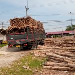 Jual Kayu Dolken Gelam Murah Jepara