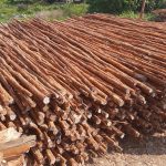 Jual Kayu Dolken Gelam Murah Jombang