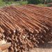 Jual Kayu Dolken Gelam Murah Jombang