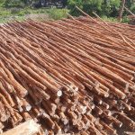 Jual Kayu Dolken Gelam Murah Kediri
