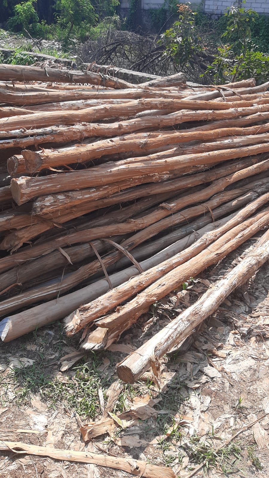 Jual Kayu Dolken Gelam Murah Wonosobo
