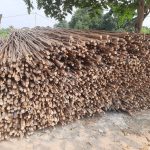 Jual Kayu Dolken Gelam Murah Jakarta Utara