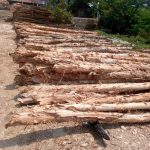 Jual Kayu Dolken Lebak