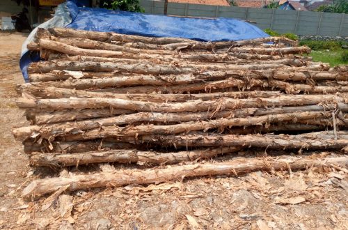 Jual Kayu Dolken Pandeglang